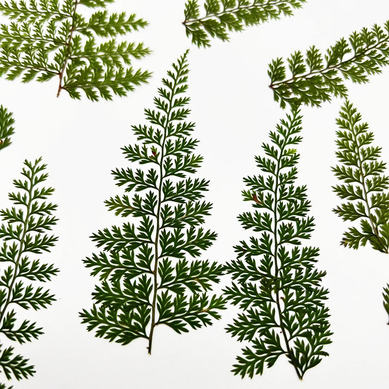 Resin Craft Ideas - 100 stuks natuurlijke gedroogde varenbloembladeren, varens,