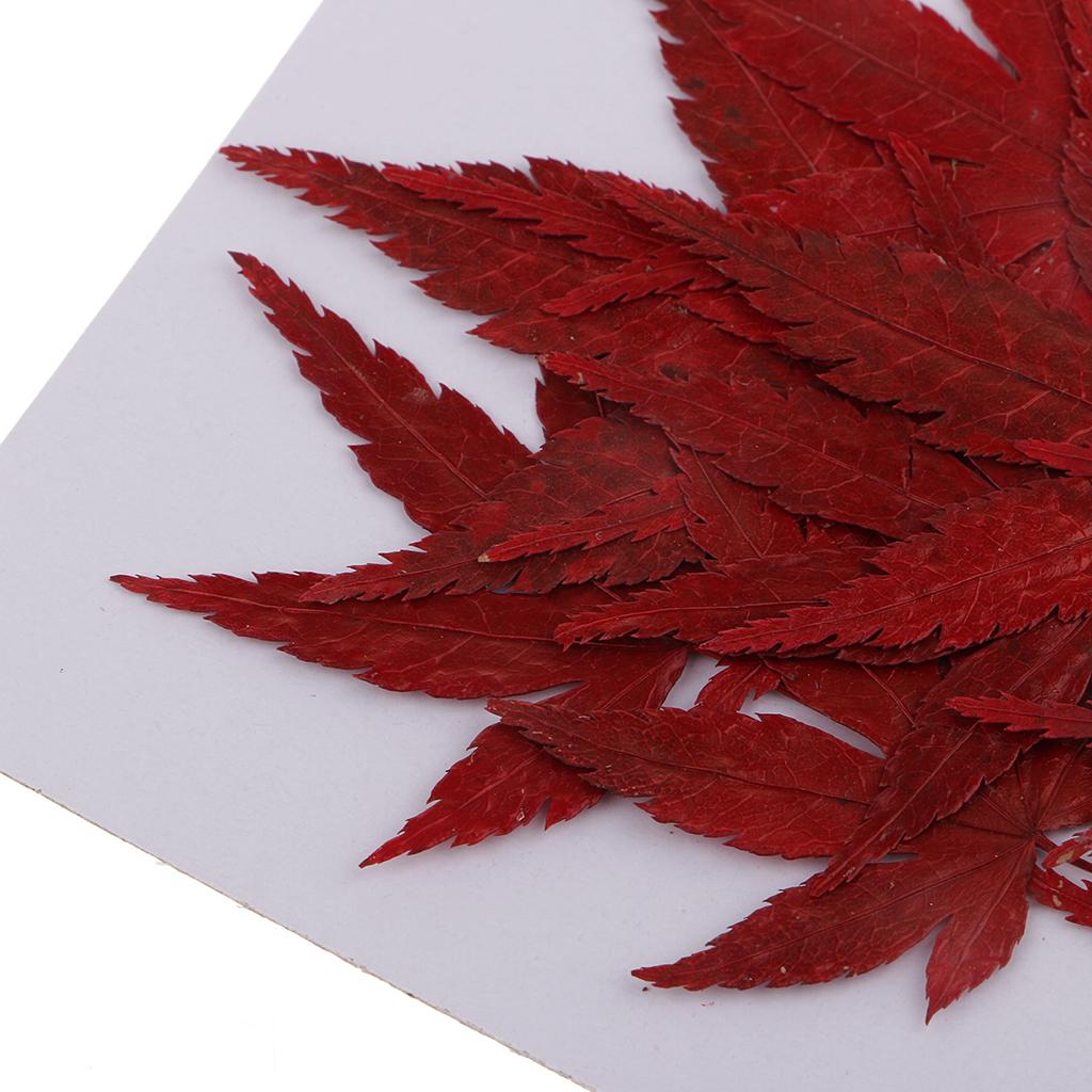 Resin Craft Ideas - Gedroogde natuurlijke bloemen, geschikt voor knutselprojecten,