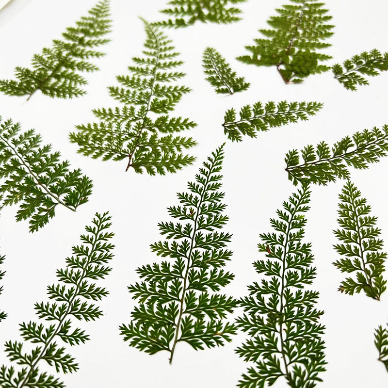 100 stuks natuurlijke gedroogd - Resin Craft Ideas recensie en prijs
